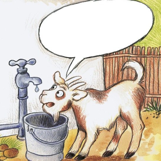 A goat drinking water from a bucket.